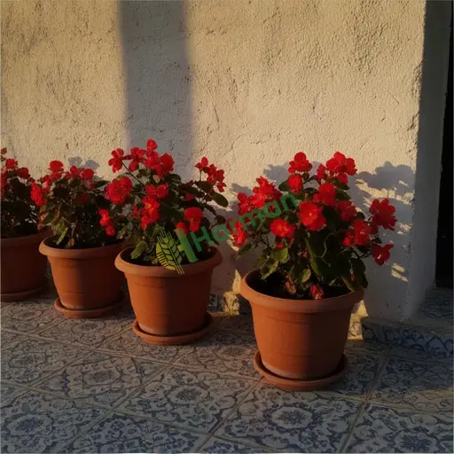 Muğla Marmaris begonya fidesi satılık
