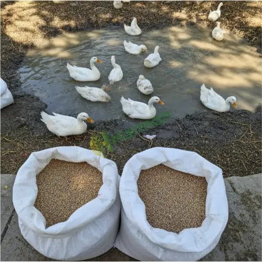Muğla Menteşe'de ördek yemi alınır