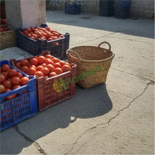 Muğla Seydikemer'de sera domatesi satılık