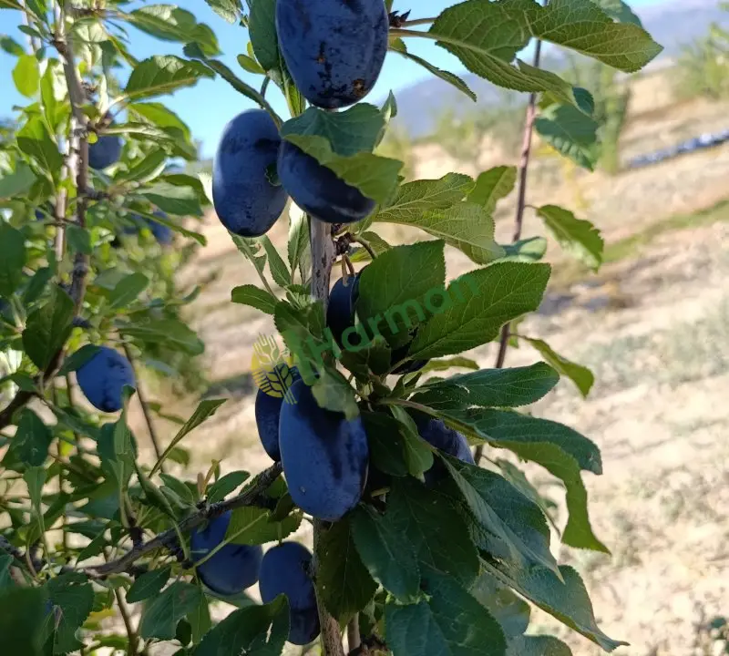 Mürdüm eriği