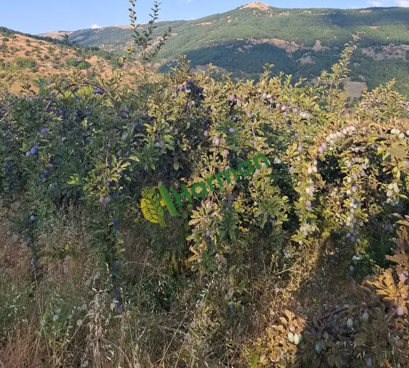 Mürdüm eriği
