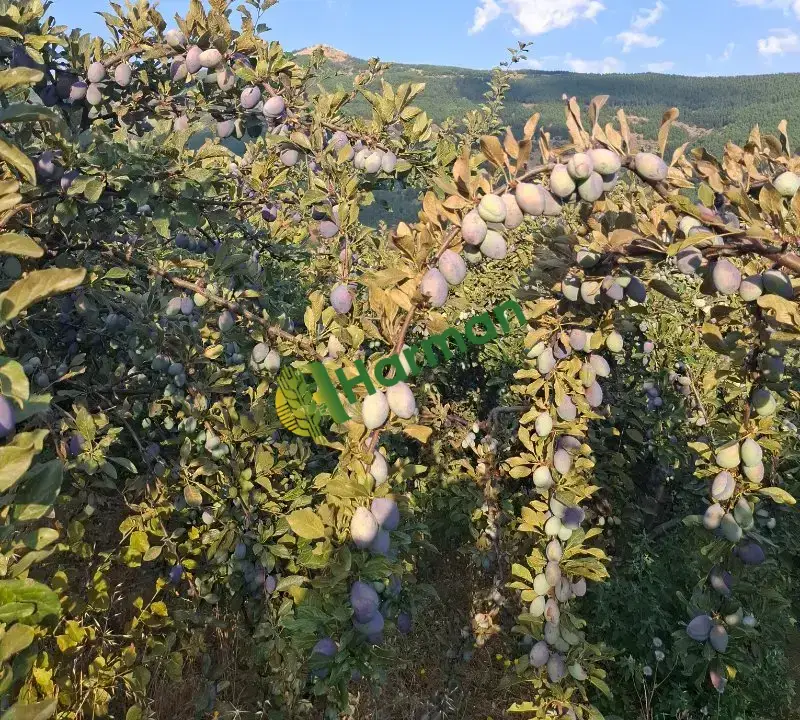 Mürdüm eriği