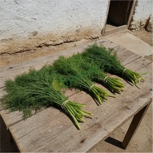 Muş Bulanık dereotu lazım