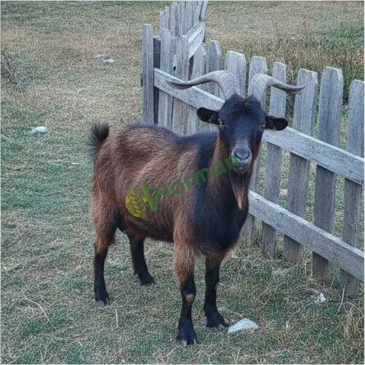 Muş Merkez'de damızlık keçi alacağım