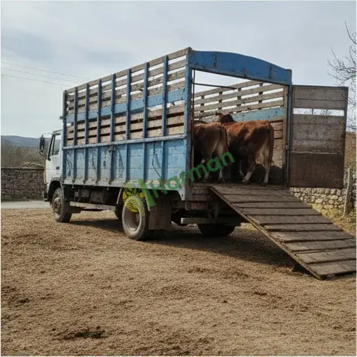 Muş Varto'da hayvan nakliye hizmeti arayan
