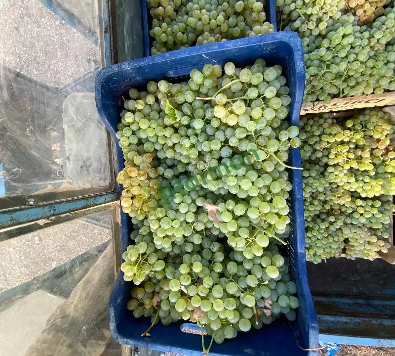 Mut tatlı üzüm