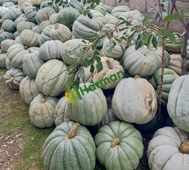 Muzaik 97 bal kabağı