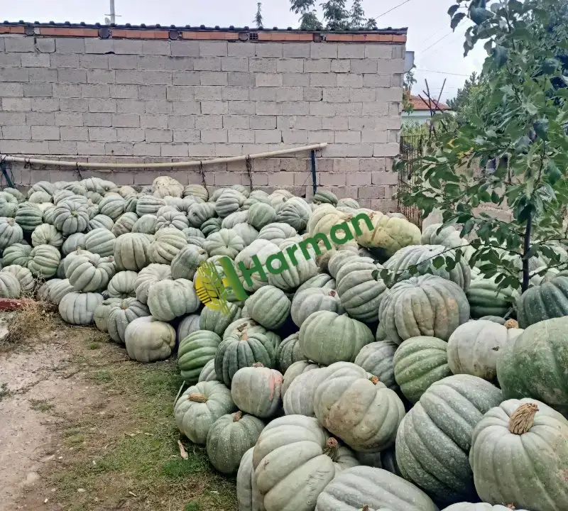 Muzaik 97 bal kabağı