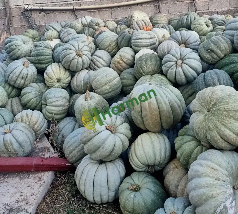Muzaik 97 bal kabağı