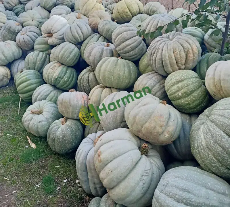 Muzaik 97 bal kabağı