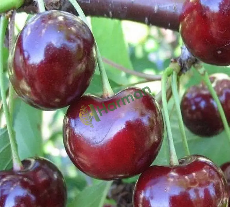 Napolyon kirazı kaliteli, iri.