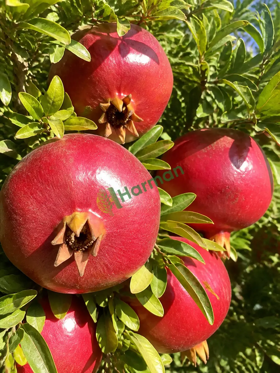Nar hal fiyatı