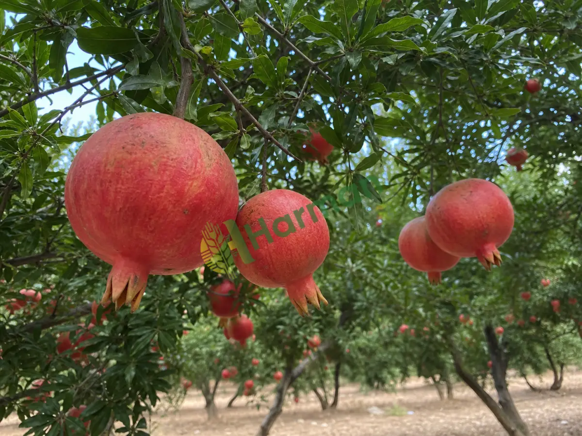Nar ayırıyorum