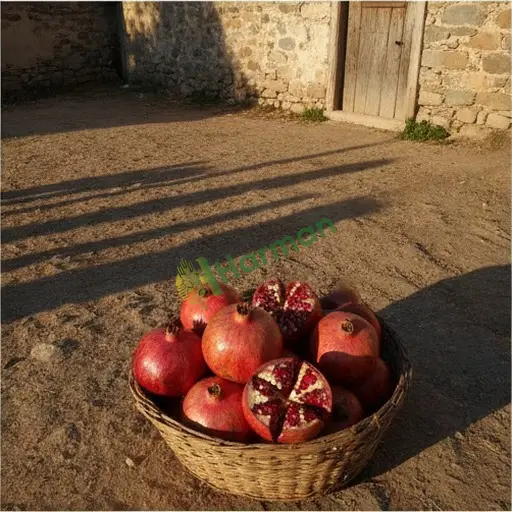 Aranan Nar - Gaziantep Nizip