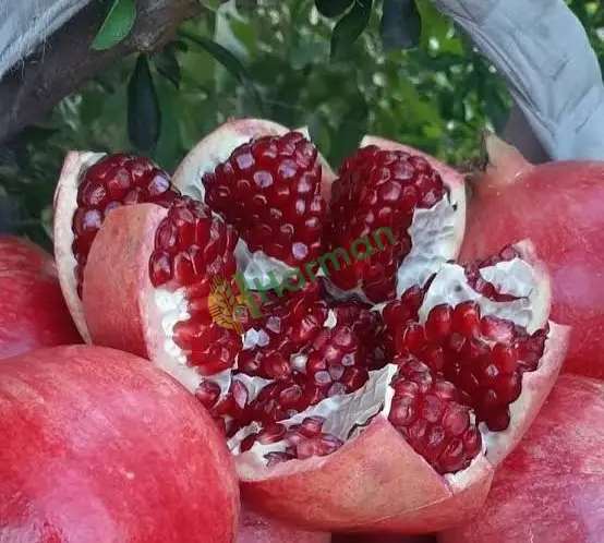 Nar (Hicaz) Kalıntısız