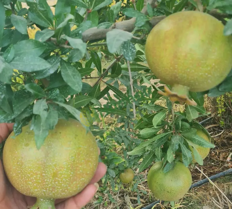 Nar (Muhtelif) hal fiyatı
