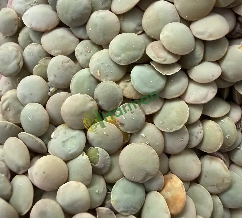 Naturel yeşil mercimek