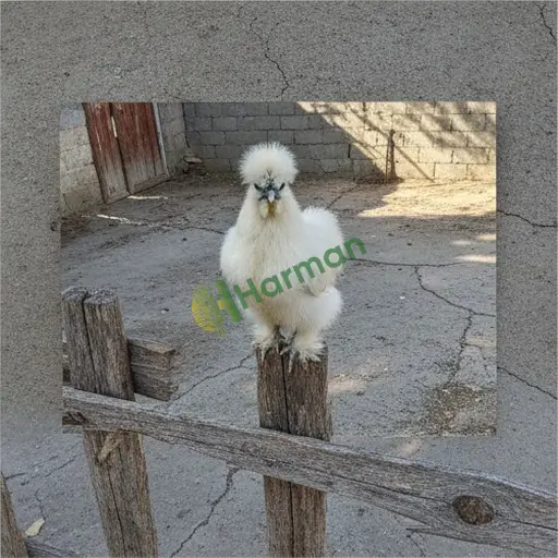 Nevşehir Ürgüp'te Anka tavuğu arıyorum