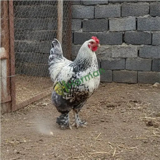 Nevşehir Derinkuyu'da Brahma tavuğu alınır