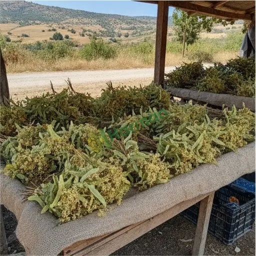 Nevşehir Derinkuyu'da ıhlamur alıyorum
