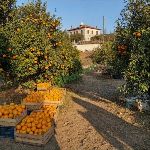 Nevşehir Avanos'ta portakal lazım