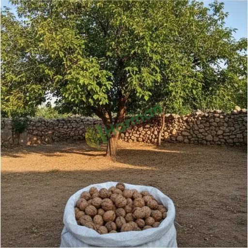 Niğde Ceviz Aranan