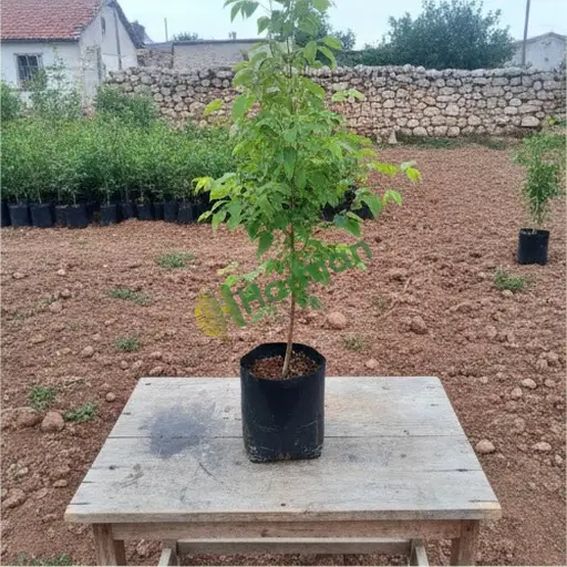 Aranan Çitlembik, Niğde Çamardı