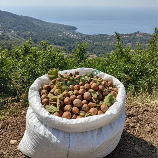 Niğde Ulukışla Fındık Aranan