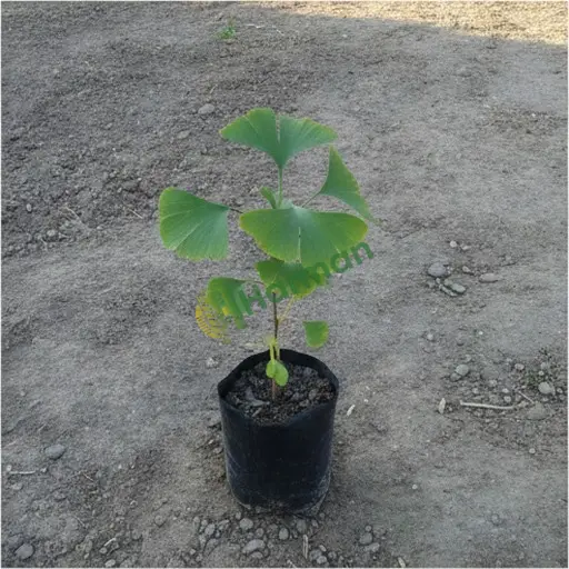 Niğde Çiftlik'te satılık ginkgo biloba