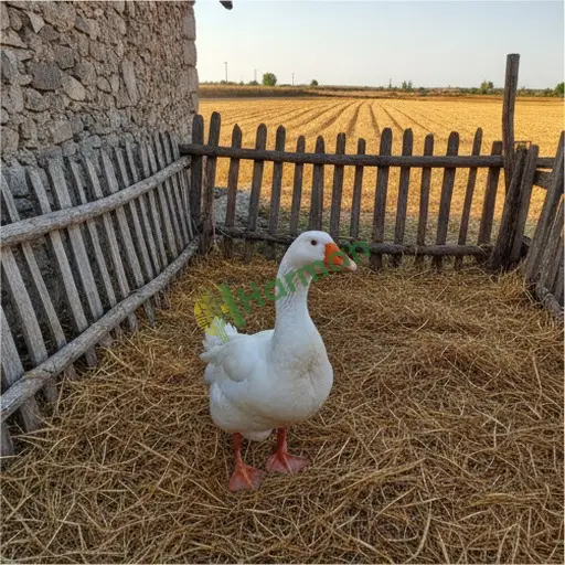 Niğde Merkez · Aranan Kaz