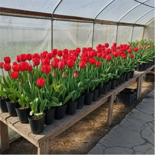 Niğde'de lale satılık