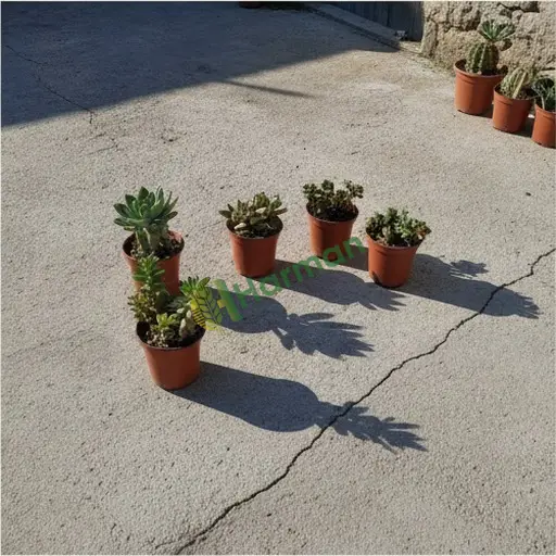 Niğde Merkez'de minyatür sükulent satılık