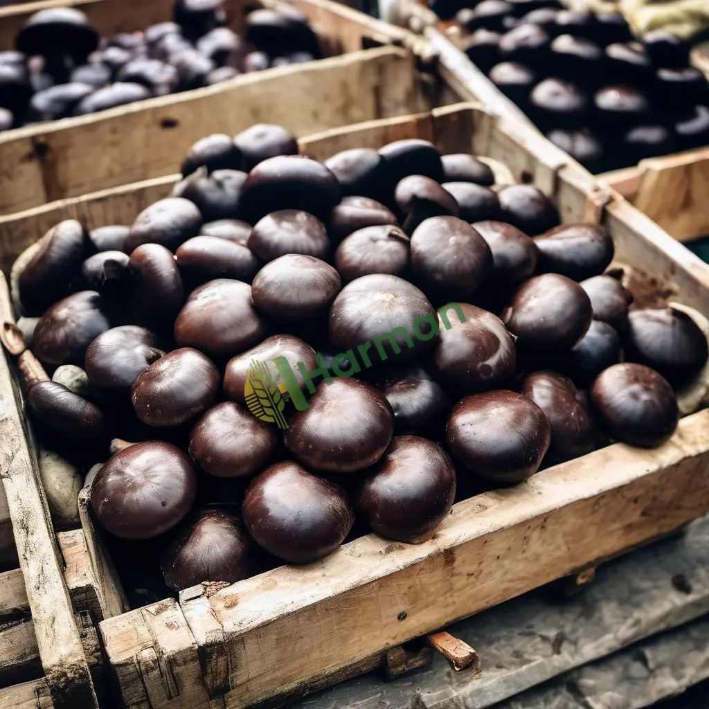Niğde Merkez · Satılık Portobello Mantarı - 100 Kg
