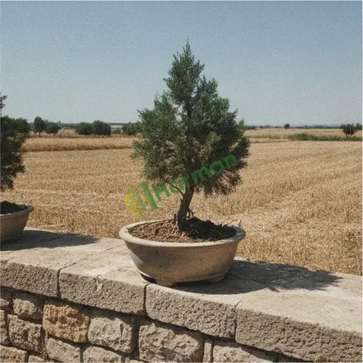 Niğde Çiftlik'te servi bonsai satılır