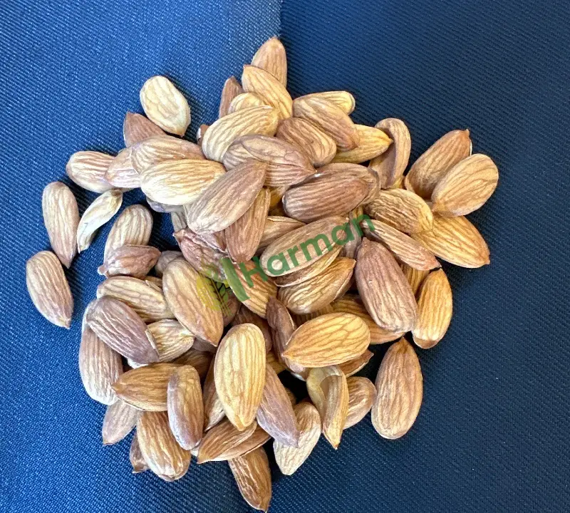 Nonpareil elle kırılan badem