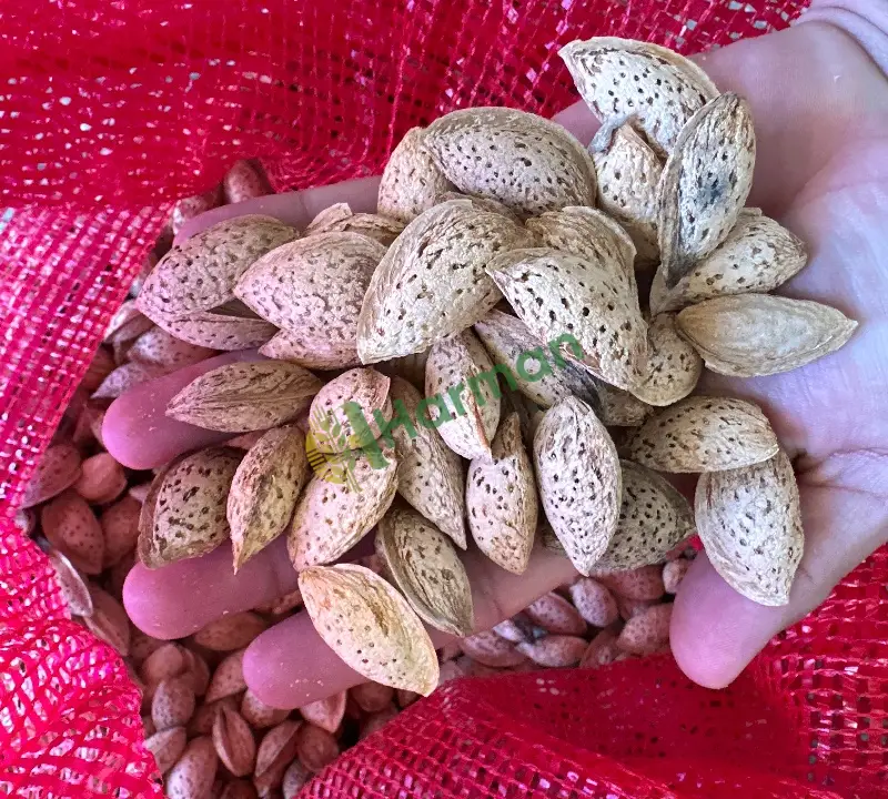Nonpareil elle kırılan badem