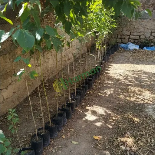 Nevşehir Hacıbektaş'ta okaliptüs fidanı lazım