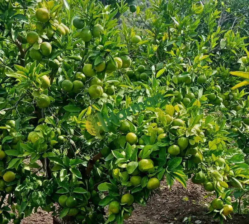 Okitsular dalında satışa hazır mandalina