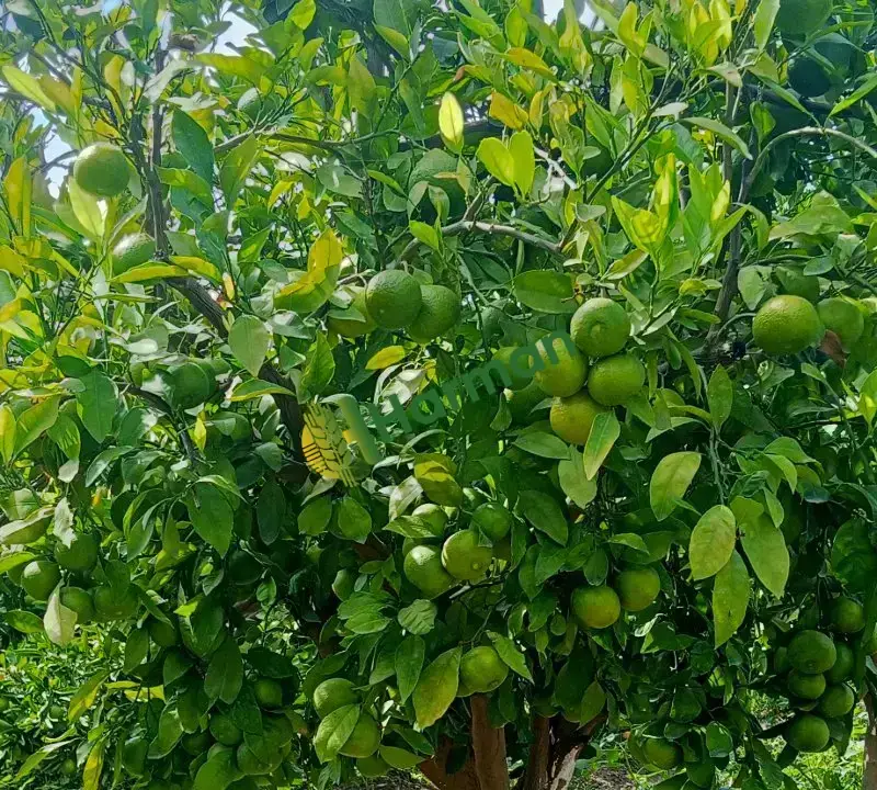 Okitsular dalında satışa hazır mandalina