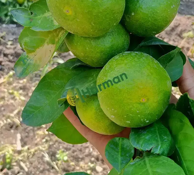 Okitsular dalında satışa hazır mandalina