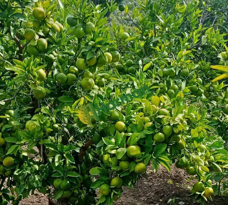 Okitsular dalında satışa hazır mandalina