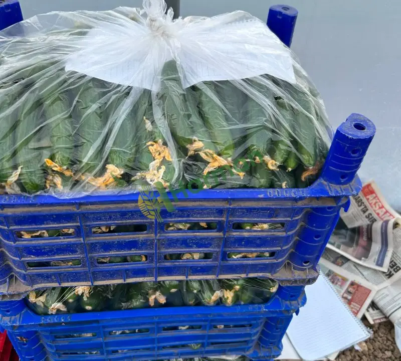 Olay cinsi salatalık