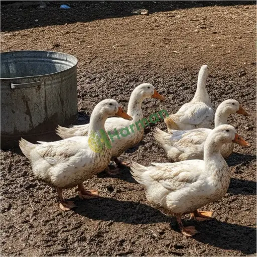 Erzincan İliç'te ördek lazım