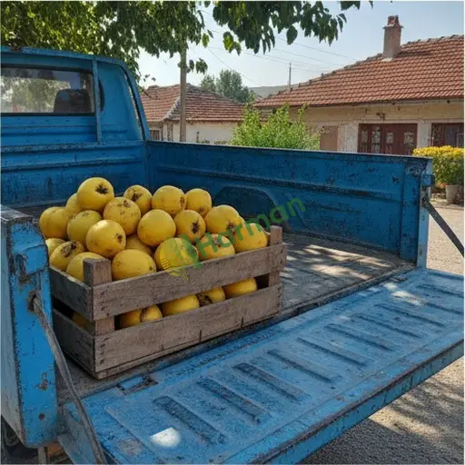 Ordu'da ayva satılık