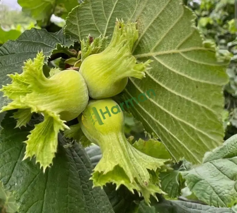 Ordu fındığı