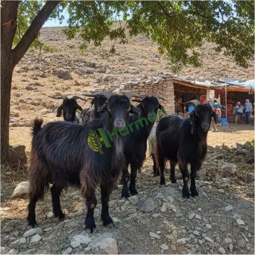 Ordu Aybastı'da kıl keçisi satılık