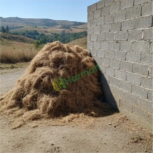 Ordu'da sisal alıcısıyım