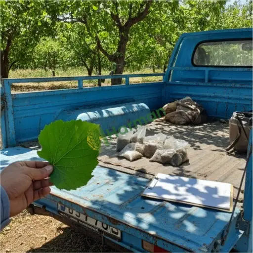 Korgan'da Yaprak Analizi Hizmeti Satılık