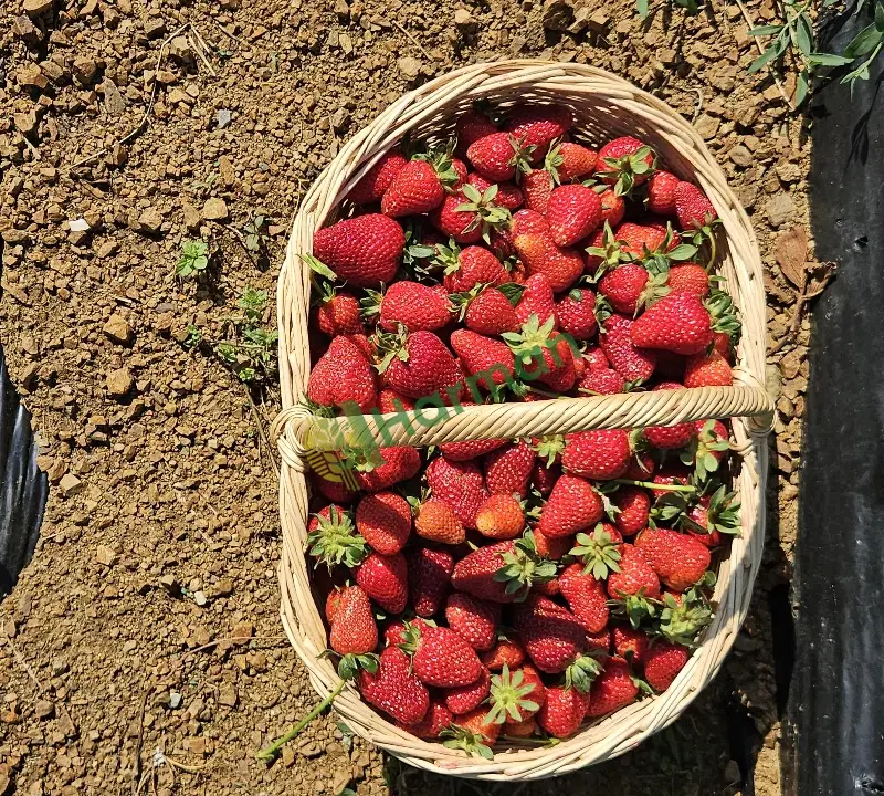 Organik Alaçam Çileği – Günlük Taze Hasat