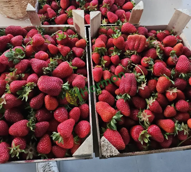 Organik Alaçam Çileği – Günlük Taze Hasat